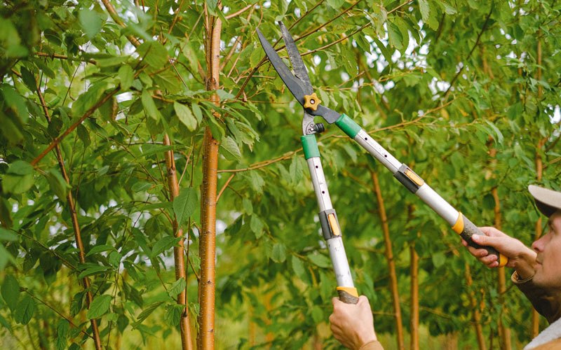 Tree trimming in Conneautville, PA